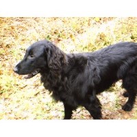 Playful Pets Eaglescairnie, Haddington East Lothian Logo 