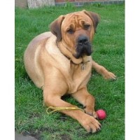 Glossy Coats East Leake Nottinghamshire Logo 