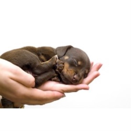 Groomingtails Grooming Academy