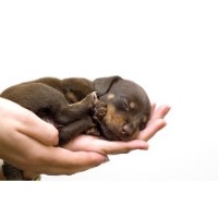 Groomingtails Grooming Academy St Helens Merseyside Logo 