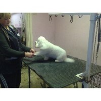 Dogsbody's Bolton Lancashire Logo 