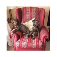 Dogsaloud Dog Walking And Dog Home Boarding Staines Surrey Logo 