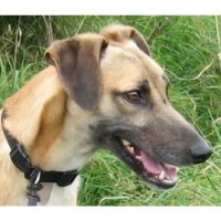 Tyne Pet Boarding Newcastle Upon Tyne Tyne and Wear Logo 