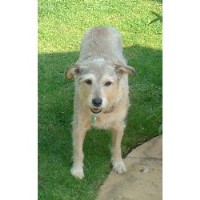 Faithful Friends Grooming Guildford Surrey Logo 