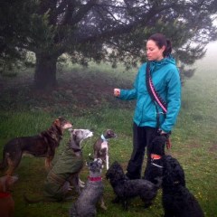 Our Dog Walkers Leckhampton, Cheltenham Gloucestershire Logo 