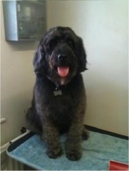 The Grooming Room Cambourne Cambridgeshire Logo 