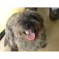 Scruffypups Dog Grooming Guildford Surrey Logo 