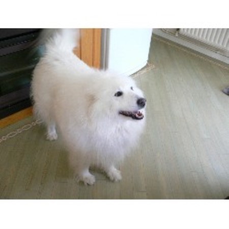 Profssional Pet Minding 