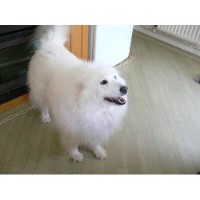 Profssional Pet Minding  Croydon Greater London Logo 