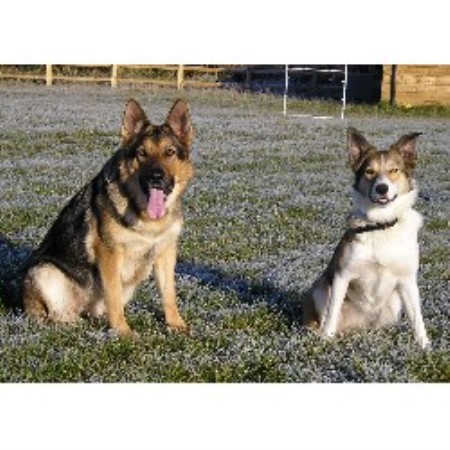 Cosford Dog Training