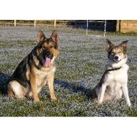 Cosford Dog Training Albrighton, Wolverhampton Shropshire Logo 