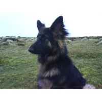 Just 4 Dogs-Training Oban Argyll and Bute Logo 