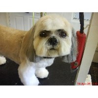 Mucky Pups Newcastle Under Lyme Staffordshire Logo 