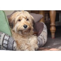 Herts Dog Sitting Welwyn Hertfordshire Logo 