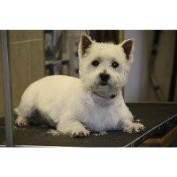 Christine's Dog Grooming Darley Dale Derbyshire Logo 