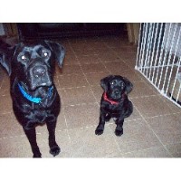 Dog Tales Windermere Cumbria Logo 