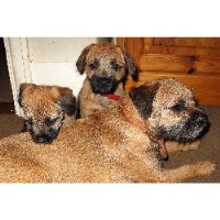 Borderland / Bordercorner Dog Groomers Redruth Cornwall Logo 