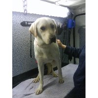 Steves Mobile Dog Wash Corby Northamptonshire Logo 