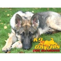 K9comforts Fleet Hampshire Logo 