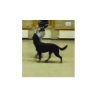 Dawe's Paws Dog Training Club Dukinfield Cheshire Logo 