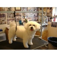 Doggie Day Dream Knotty Ash, Liverpool Merseyside Logo 