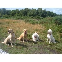 Mutts & Moggies Pet Care Ltd Yateley Hampshire Logo 