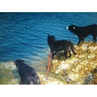 All Stars 2 Hour Countryside Dog Walking And Pet Services Glasgow Lanarkshire Logo 