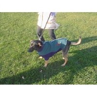 Dogs Lead On Amble Northumberland Logo 