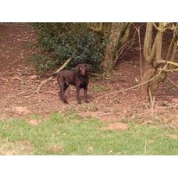 Paws2pamper Kenilworth Warwickshire Logo 