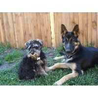 Puppy Love Blackwater Hampshire Logo 