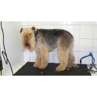 Wash & Brush Up Southminster Essex Logo 