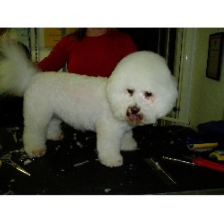 Canine Design-Aka-Dog House Professional Dog Groomers