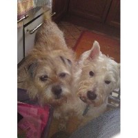 Pet And House Sitting Services Tudor Hollow, Stoke On Trent Staffordshire Logo 