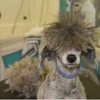 Mutz Cutz Dog Grooming Salon Bamber Bridge, Preston Lancashire Logo 