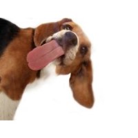 Paw Favor Canine Grooming Swanwick Derbyshire Logo 