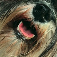 Defur Dog Grooming Brighton Hill, Basingstoke Hampshire Logo 