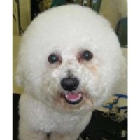 Viva Mobile Dog Grooming Warrington Cheshire Logo 