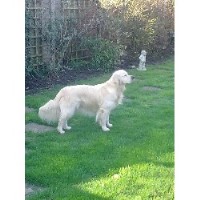 Chores For Paws Sittingbourne Kent Logo 