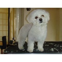 Doggylicious Measham Leicestershire Logo 