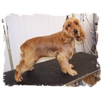 Ace K9 Leigh-On-Sea Essex Logo 