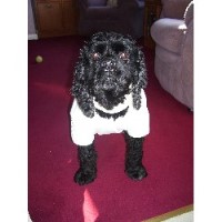 SP&S K9 Supplies Redhill Surrey Logo 