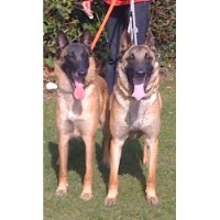 Calm Dog Training & Pet Services East Cowes Isle Of Wight Logo 