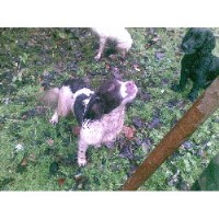 Working Canines Crossmichael, Castle Douglas Dumfries and Galloway Logo 