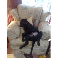 Laura's Little Lodgers Wooburn Green Buckinghamshire Logo 