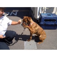 Dog Training & Problem Behaviour Hucknall, Nottingham Nottinghamshire Logo 