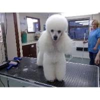 Muttley Makeovers Angmering West Sussex Logo 