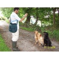 Housty Kennels Swansea Swansea Logo 