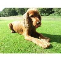 London Dog Walker Groomer Busytails Morden Greater London Logo 