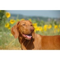 The Pet Whisperer Pratts Bottom, Orpington Kent Logo 