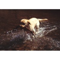 Holidays4hounds Lee-On-Solent Hampshire Logo 